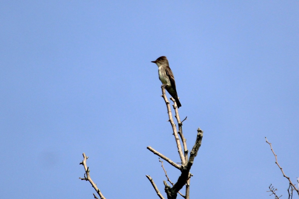Olive-sided Flycatcher - ML637051948