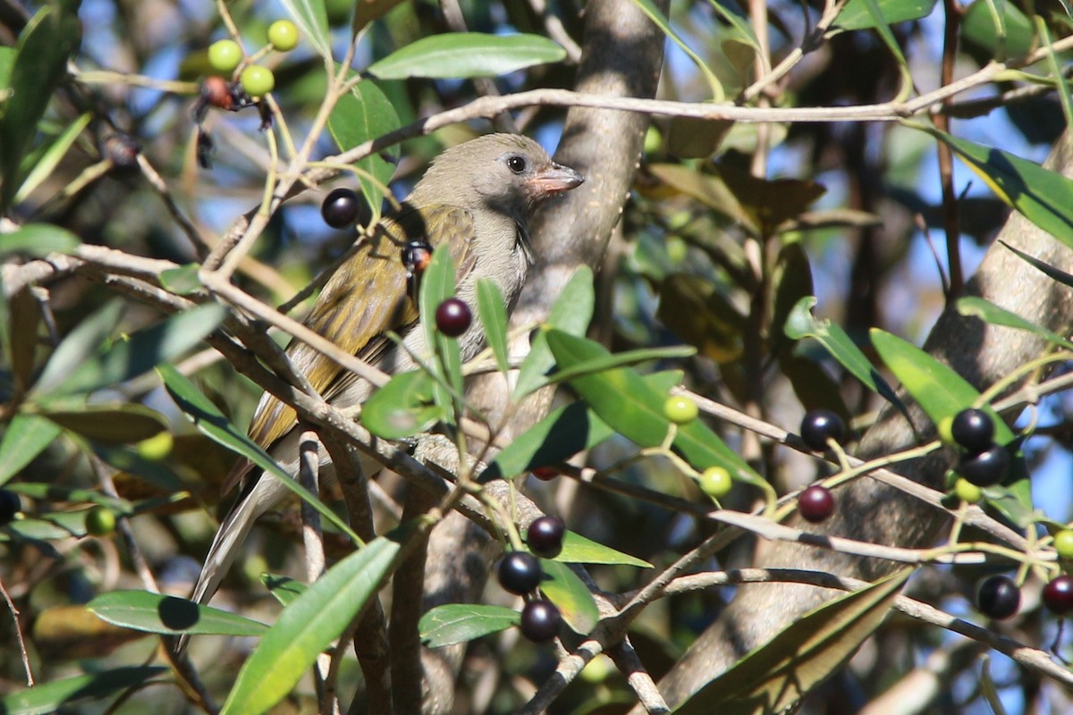 Lesser Honeyguide (Lesser) - ML637051961