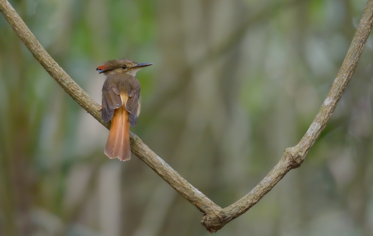 Tropical Royal Flycatcher (Northern) - ML637051962