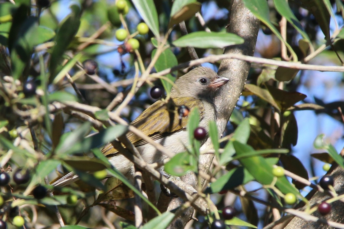Lesser Honeyguide (Lesser) - ML637051966