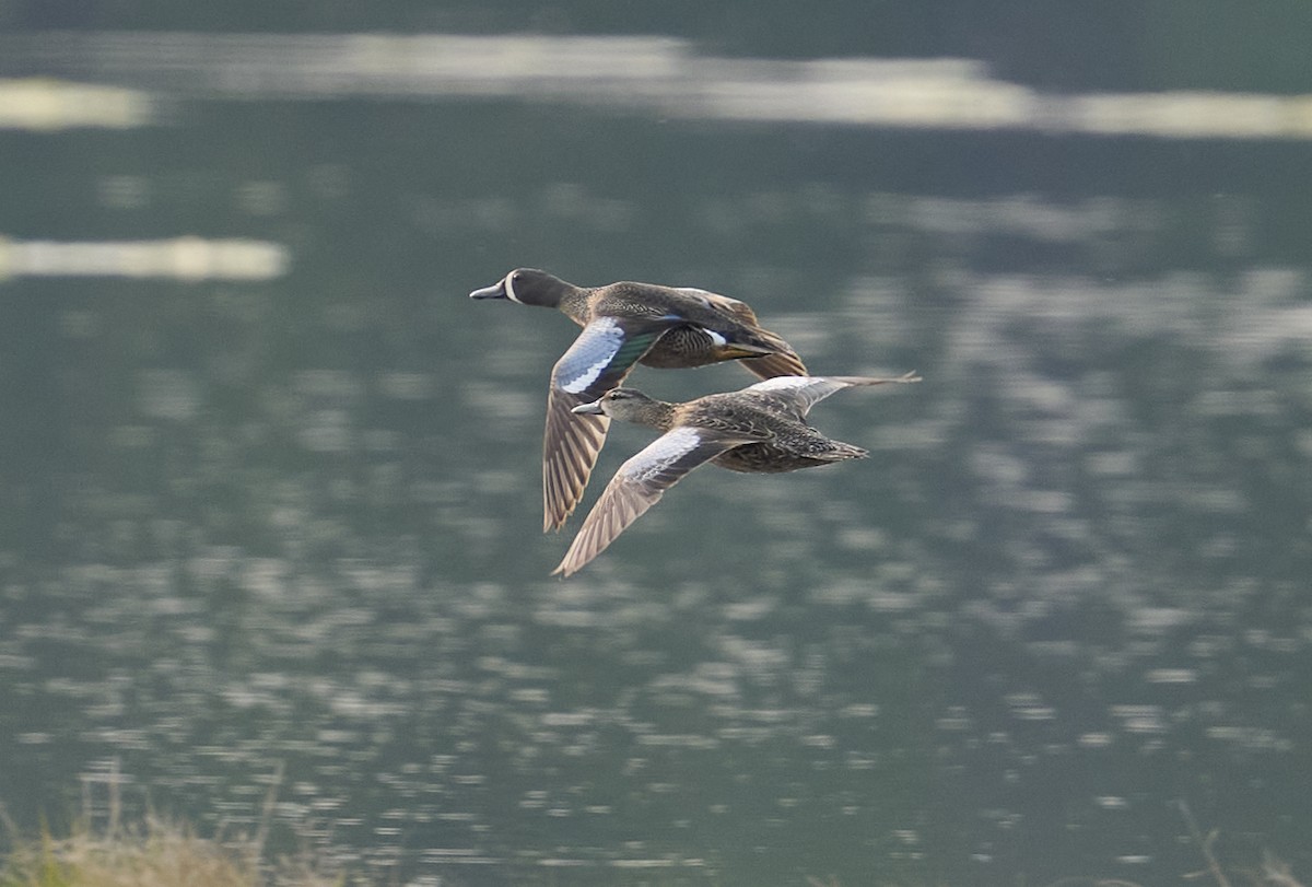 Blue-winged Teal - ML637051986