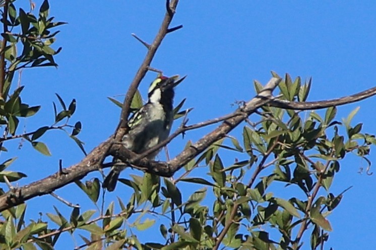 Pied Barbet - ML637051989