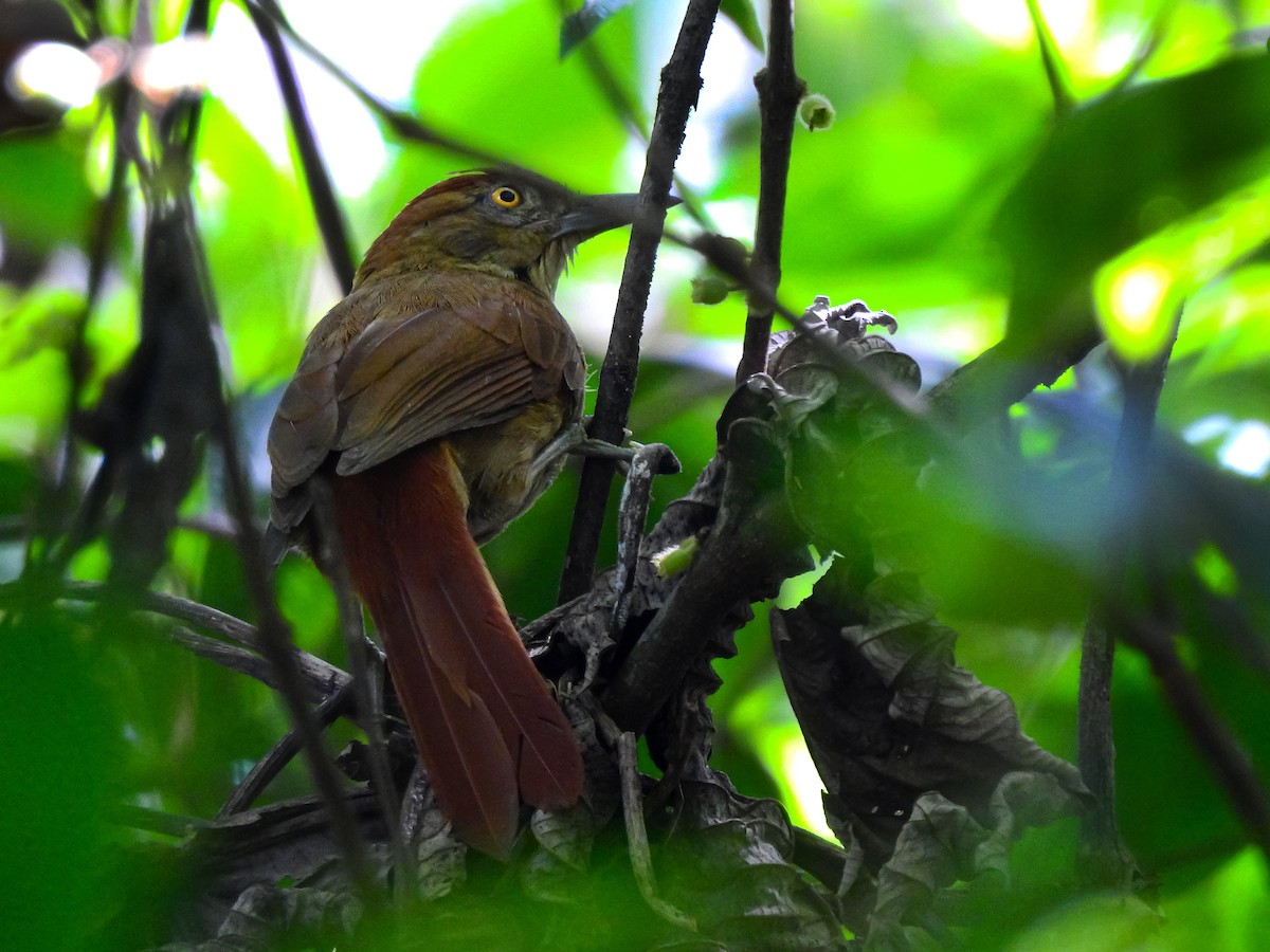 Chestnut-crowned Foliage-gleaner - ML637051991