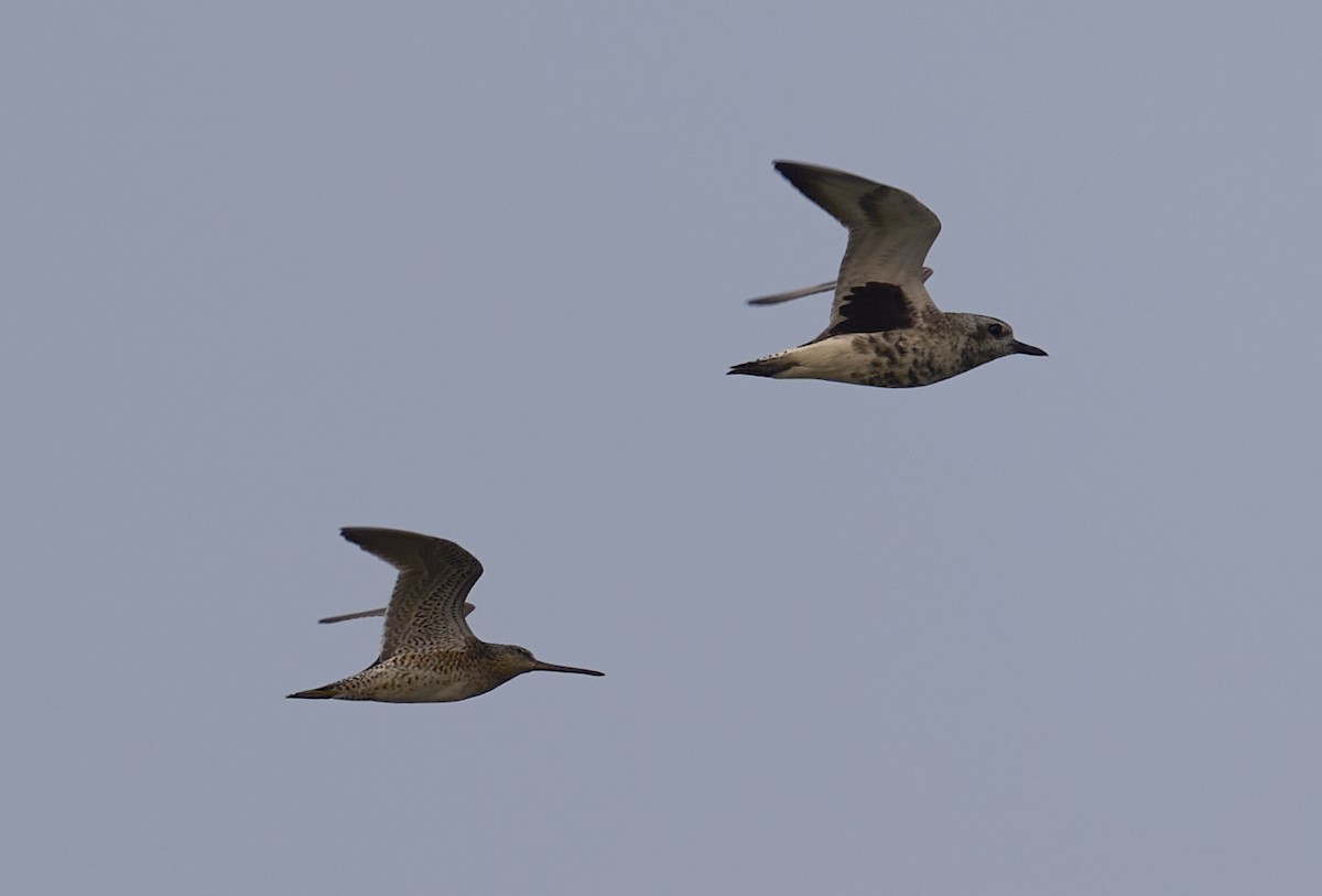 Short-billed Dowitcher - ML637051996