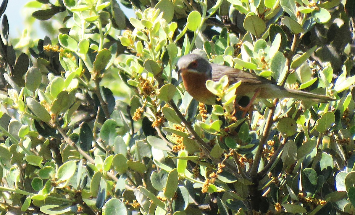 Western Subalpine Warbler - ML637052083