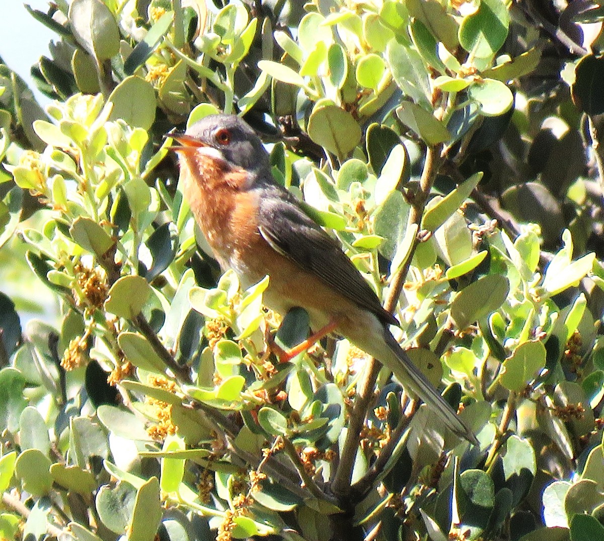 Western Subalpine Warbler - ML637052084