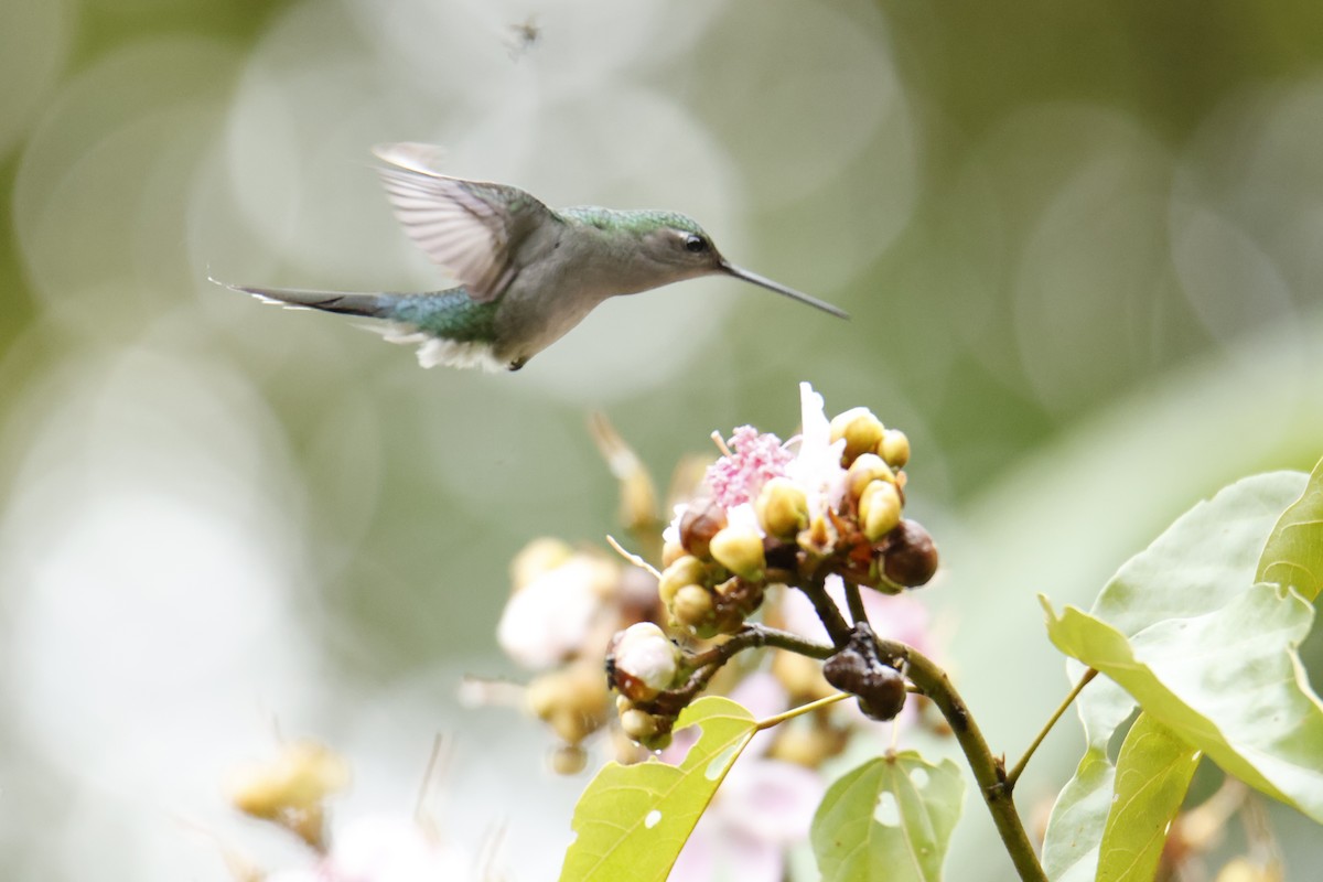 Gray-breasted Sabrewing - ML637052099