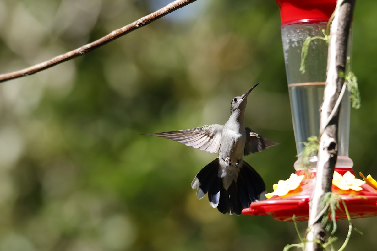Gray-breasted Sabrewing - ML637052100