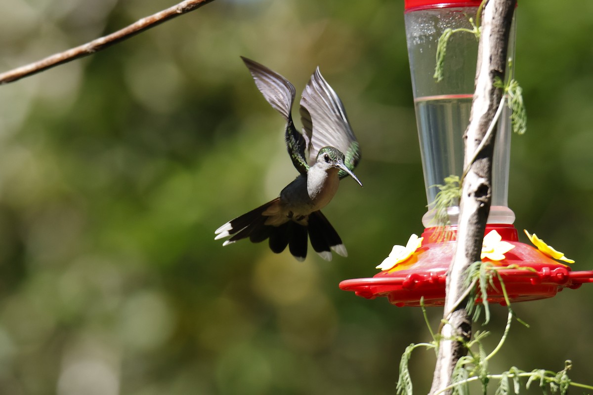 Gray-breasted Sabrewing - ML637052101