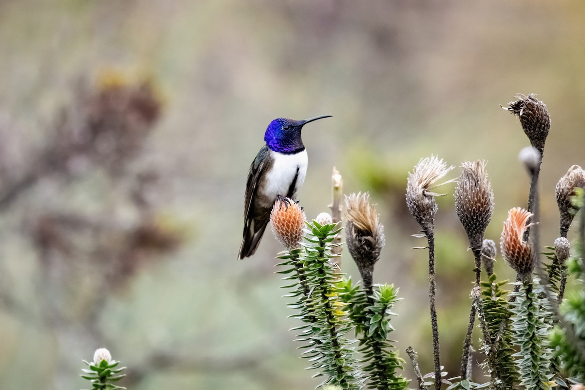 Ecuadorian Hillstar - ML637052151