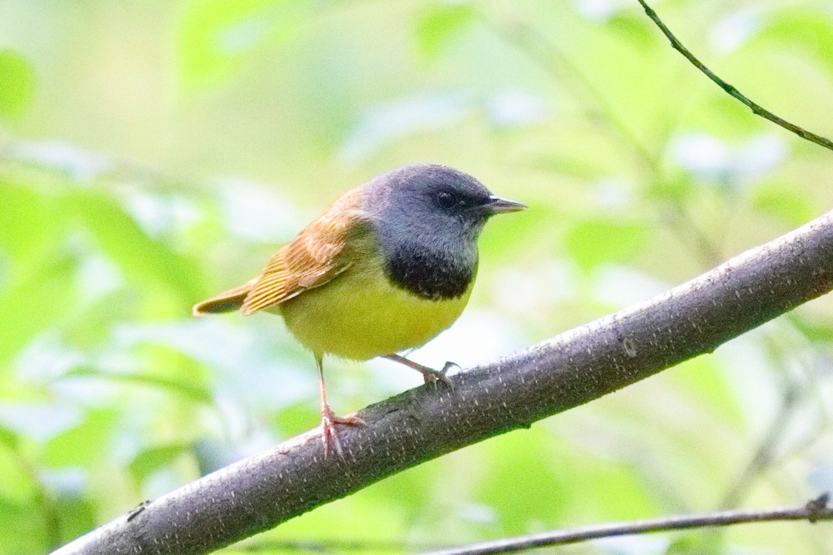 Mourning Warbler - ML637052173