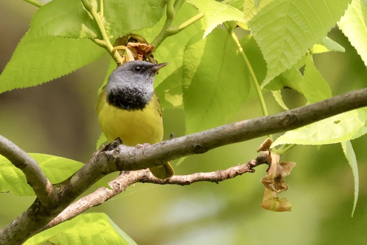Mourning Warbler - ML637052174
