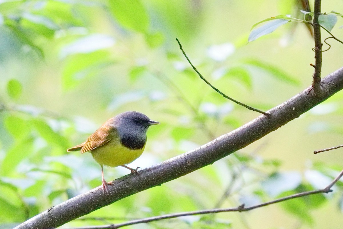 Mourning Warbler - ML637052175