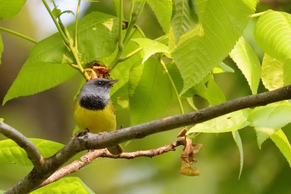 Mourning Warbler - ML637052177