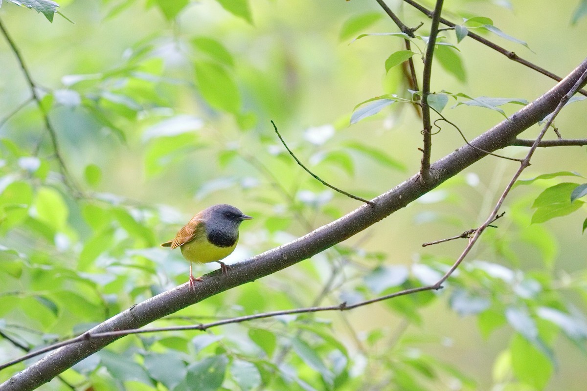 Mourning Warbler - ML637052179