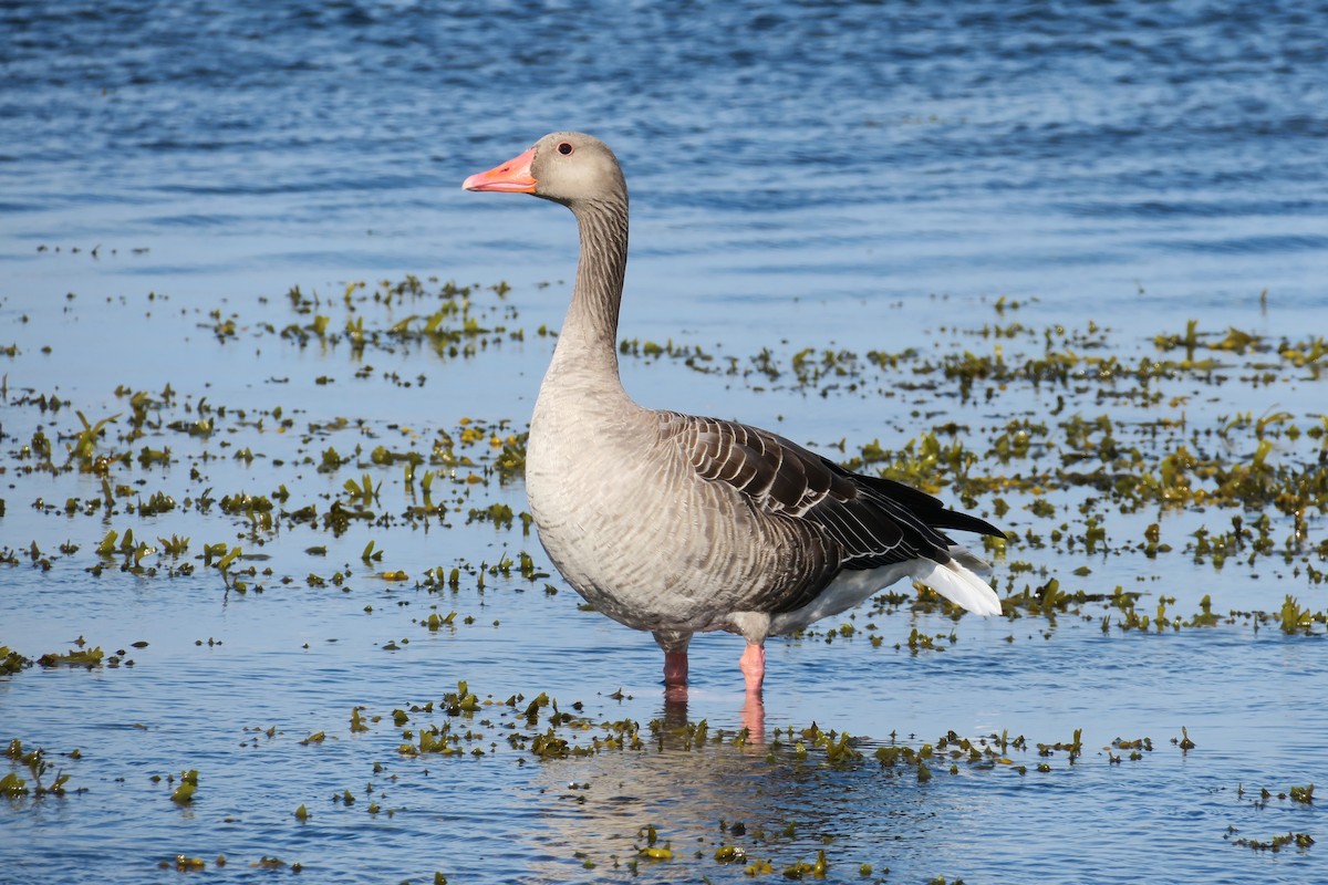 灰雁 - ML637052249