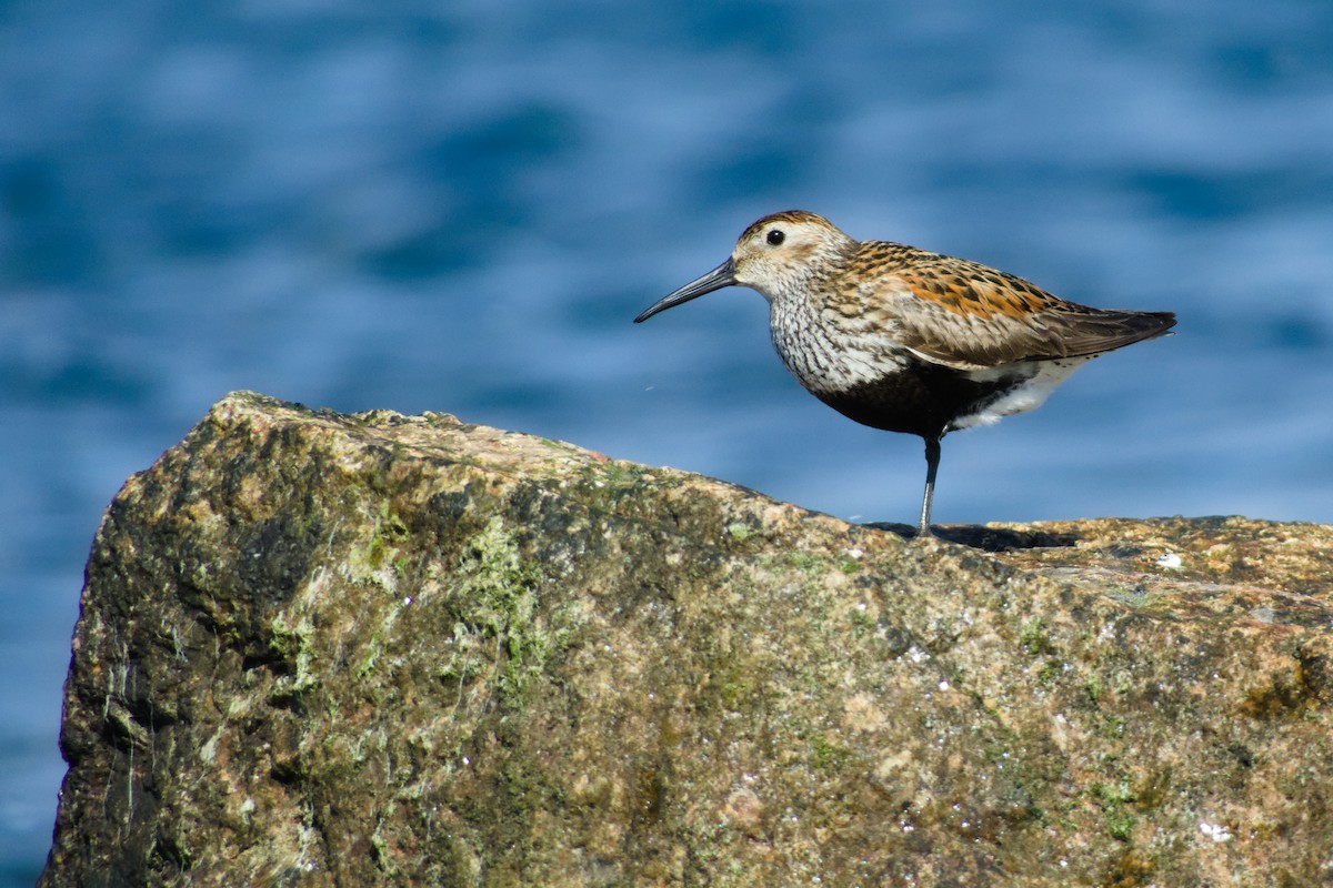 黑腹濱鷸 - ML637052253