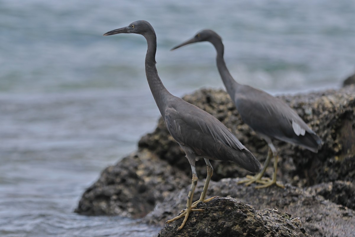 Pacific Reef-Heron - ML637052266