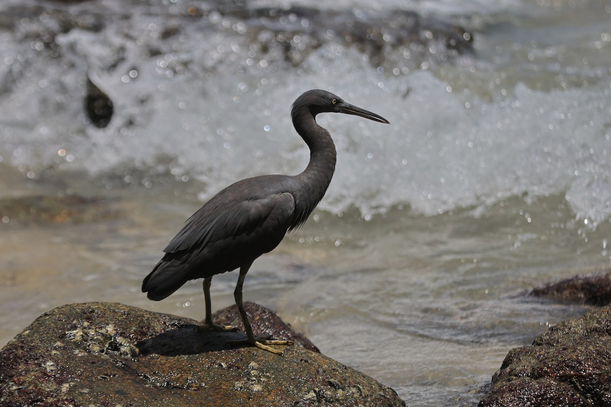 Pacific Reef-Heron - ML637052275