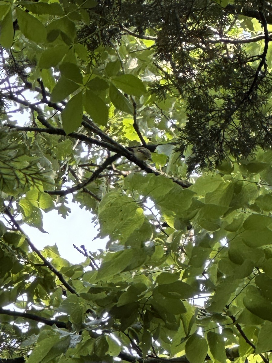 Moucherolle à ventre jaune - ML637052299