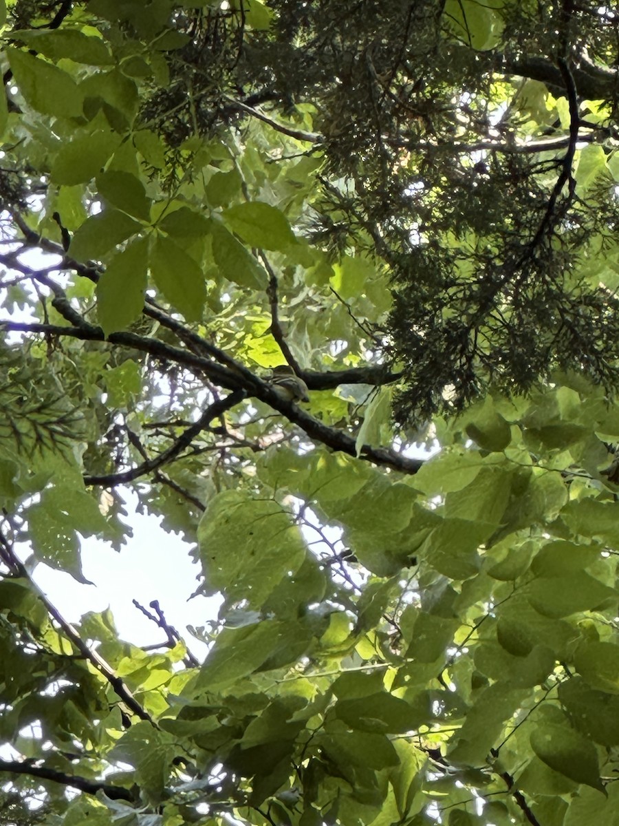 Moucherolle à ventre jaune - ML637052300