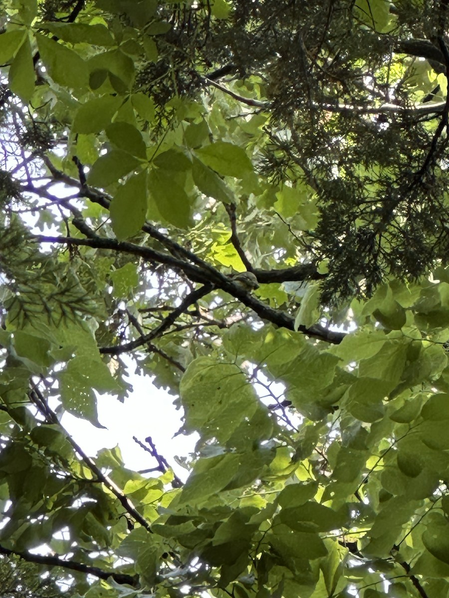 Moucherolle à ventre jaune - ML637052301