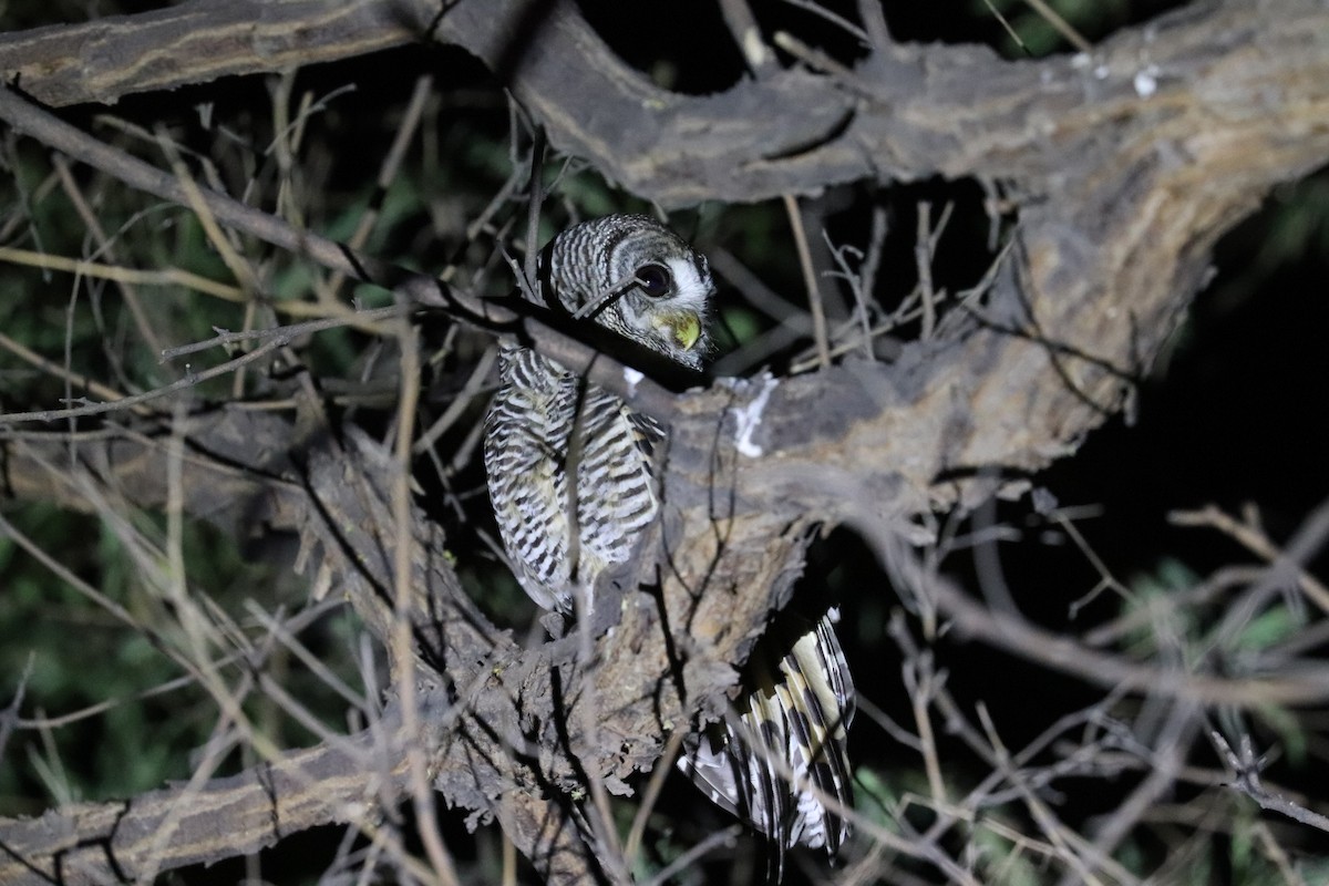 Chaco Owl - ML637052354