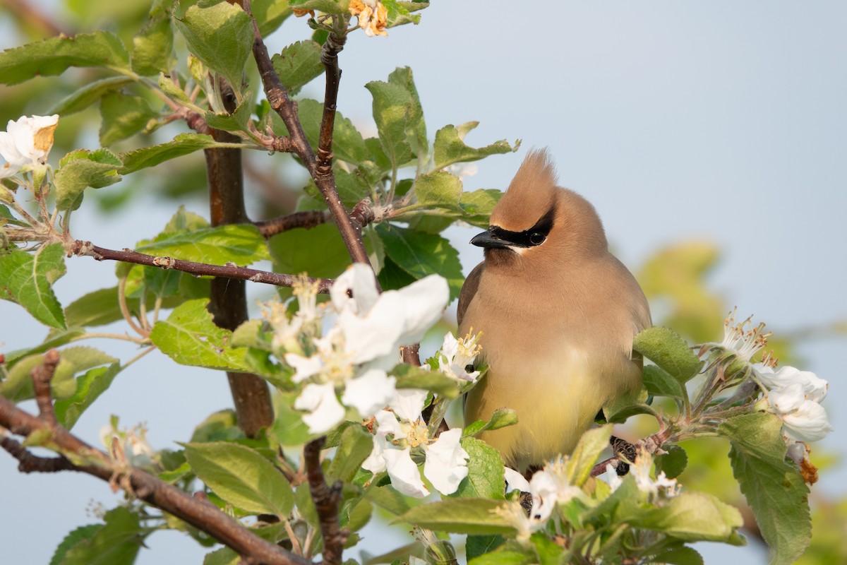 Cedar Waxwing - ML637052383