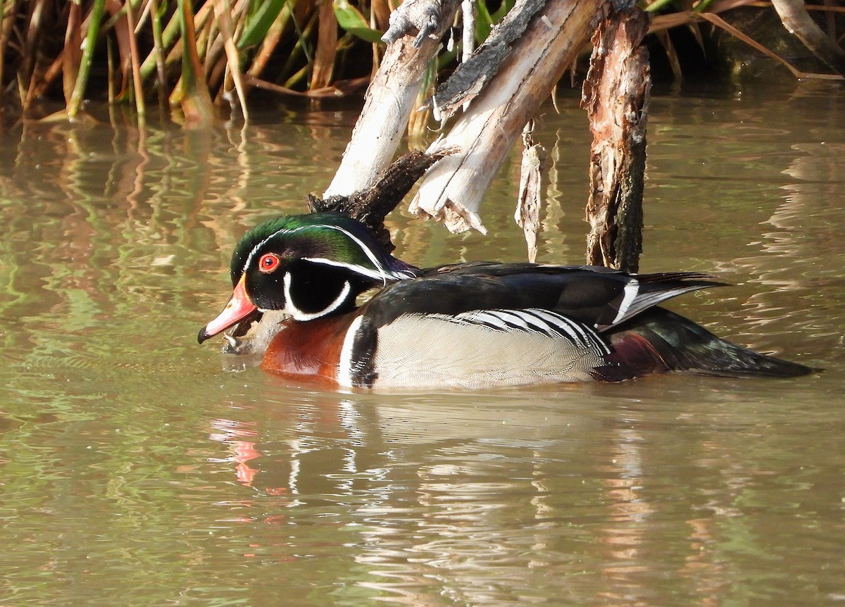 Wood Duck - ML637052393