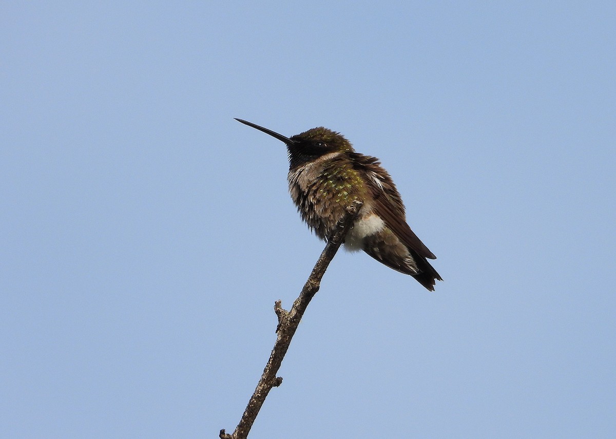 Black-chinned Hummingbird - ML637052400