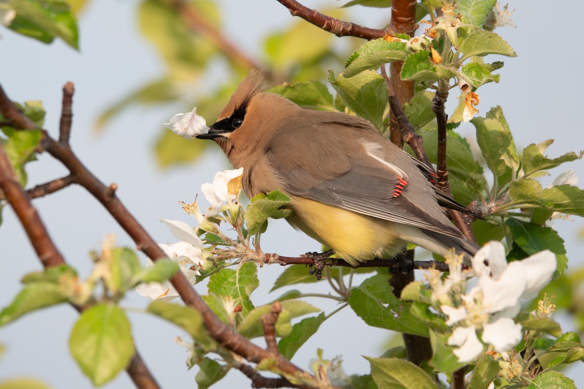 Cedar Waxwing - ML637052415