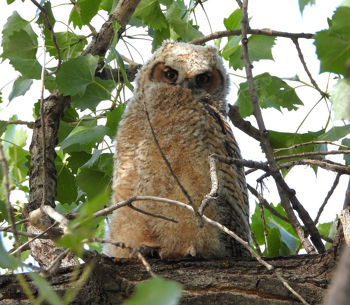 Great Horned Owl - ML637052419