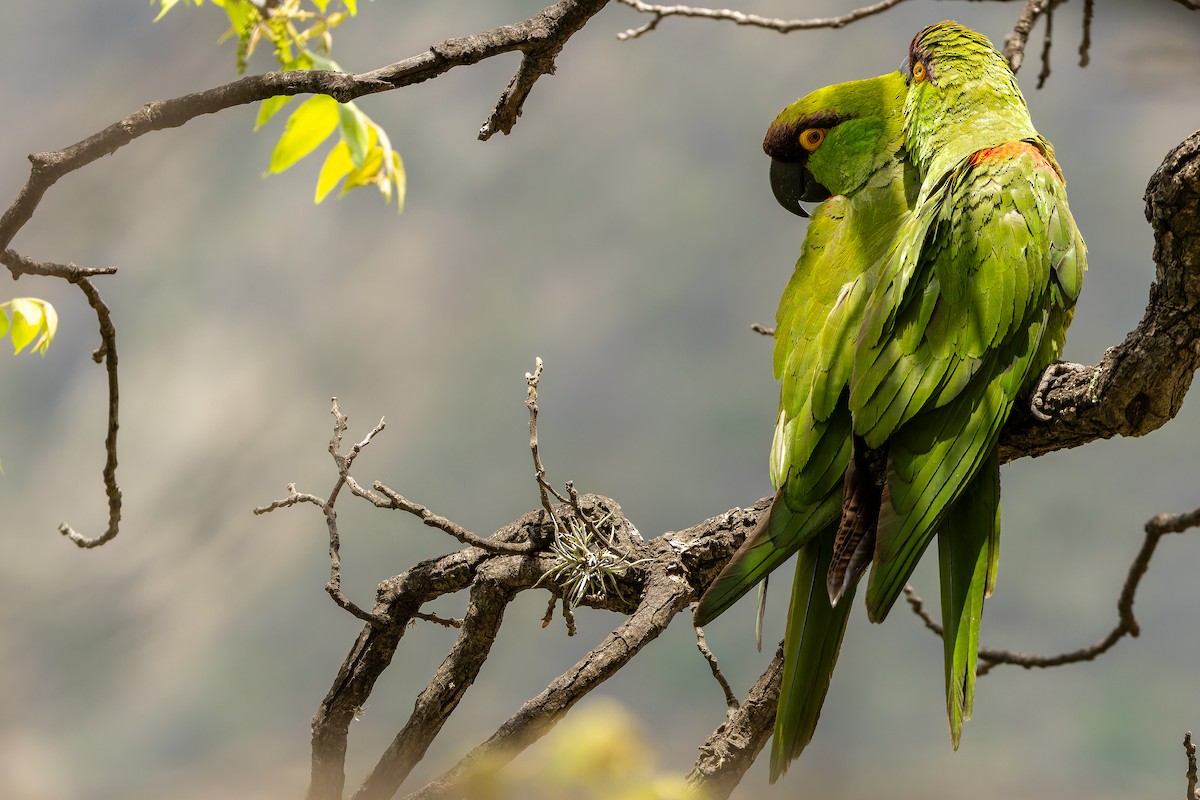 Maroon-fronted Parrot - ML637052426