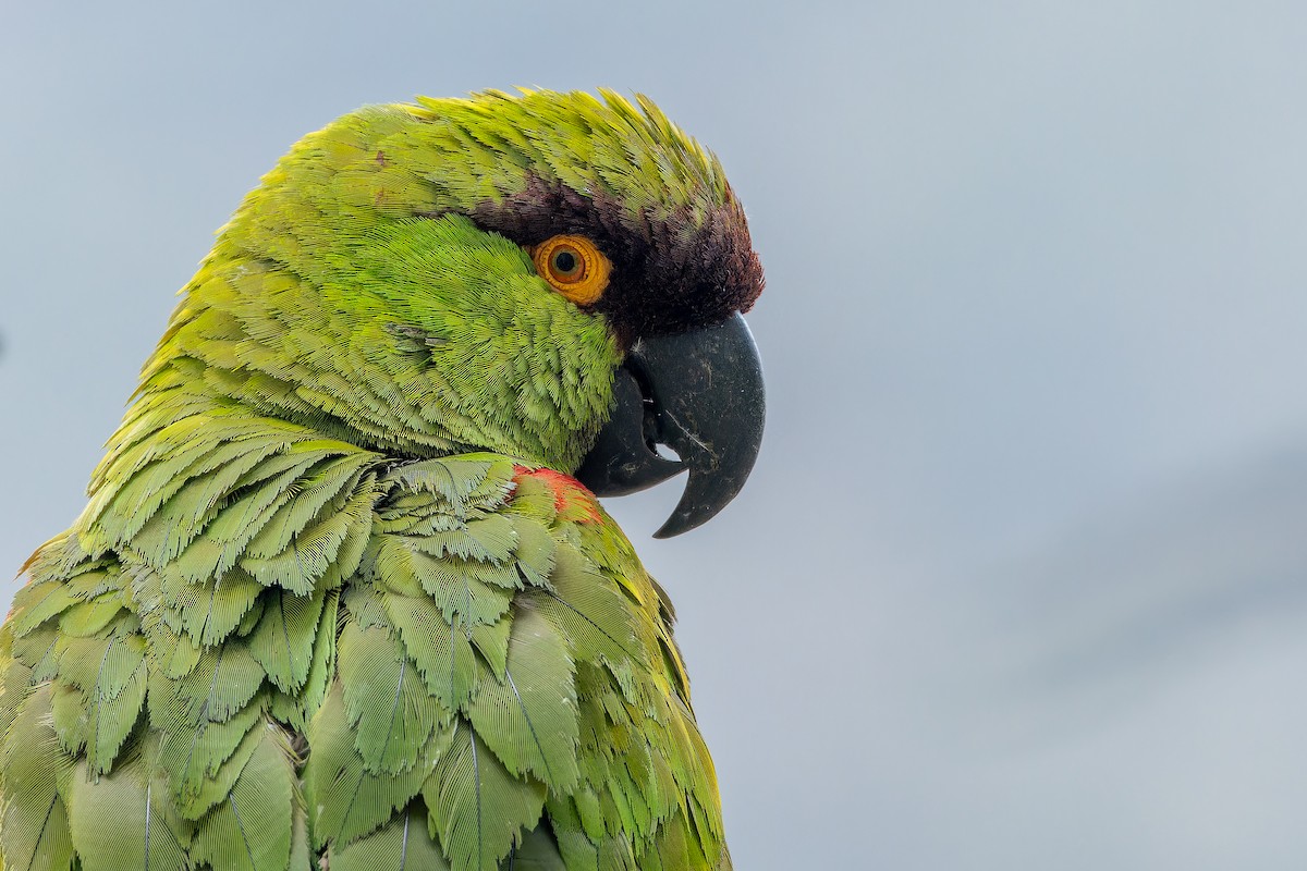 Maroon-fronted Parrot - ML637052427