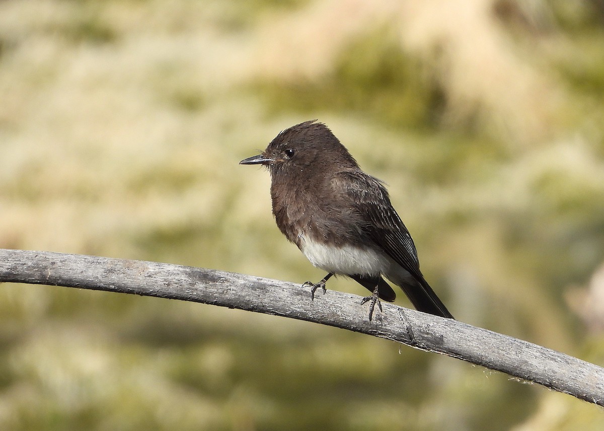 Black Phoebe - ML637052434