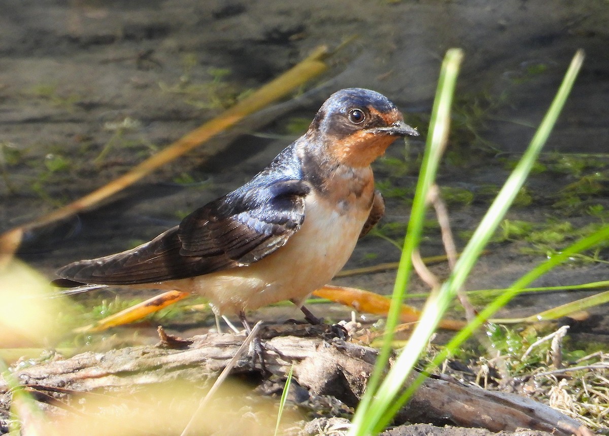 Barn Swallow - ML637052456
