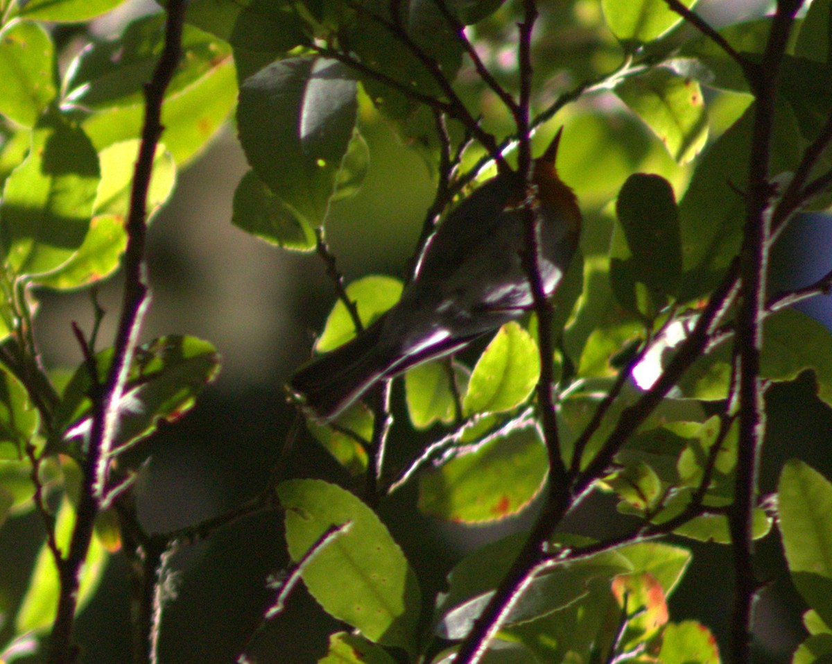 Flame-throated Warbler - ML637052524