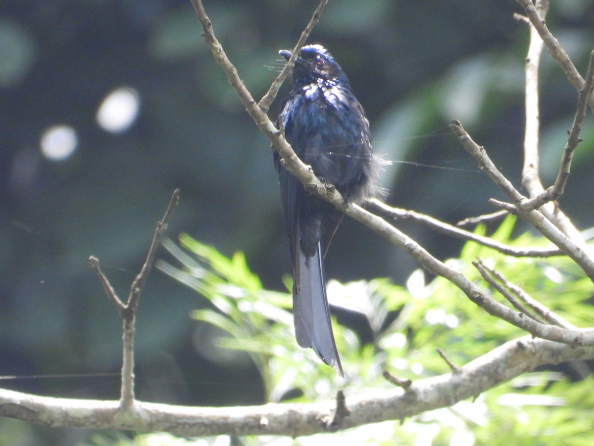 Bronzed Drongo - ML637052527