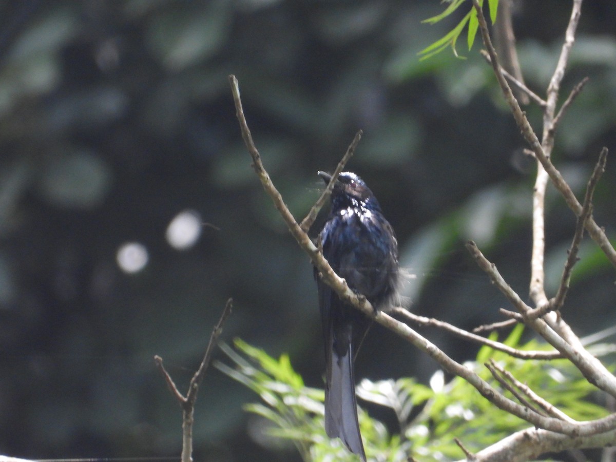 Bronzed Drongo - ML637052528
