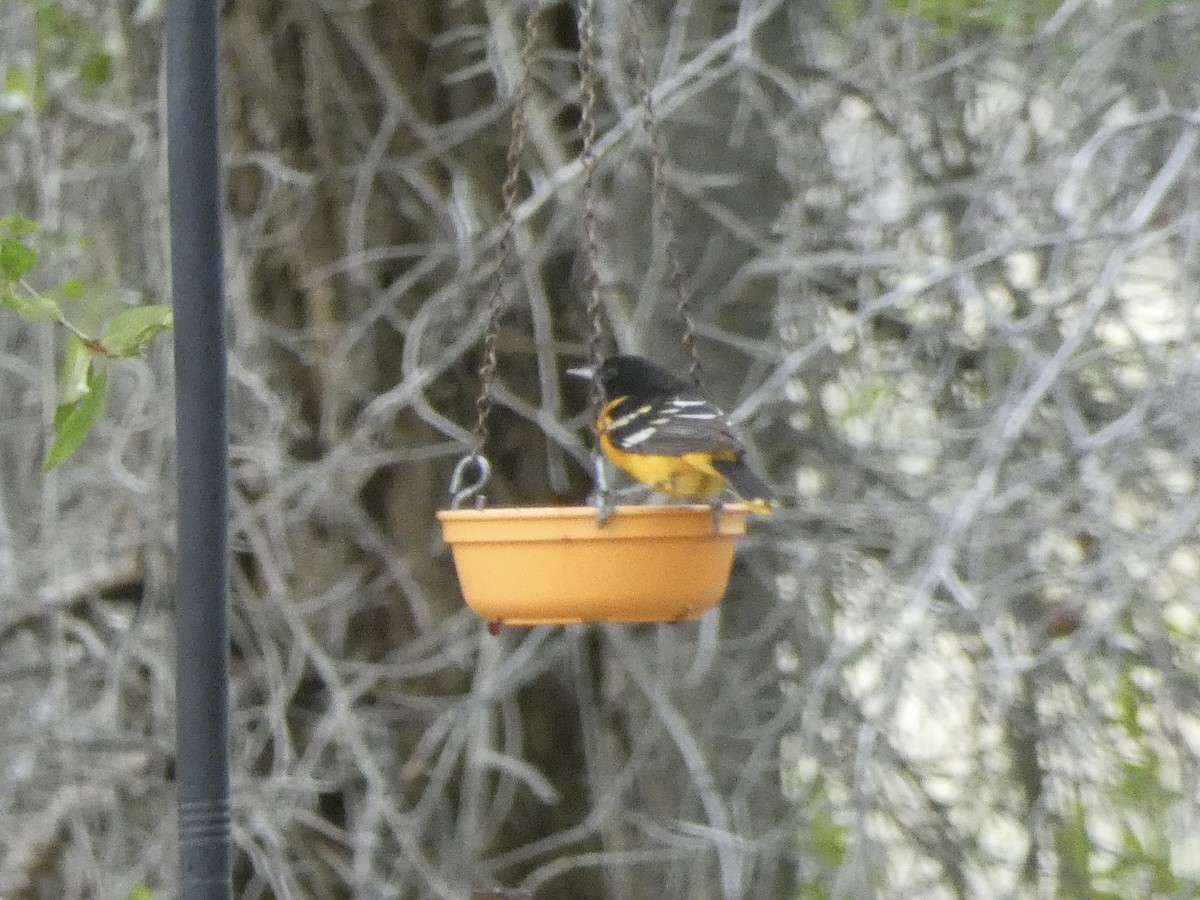 Baltimore Oriole - ML637052545