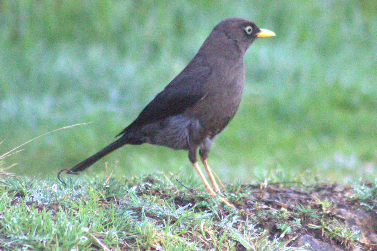Sooty Thrush - ML637052567