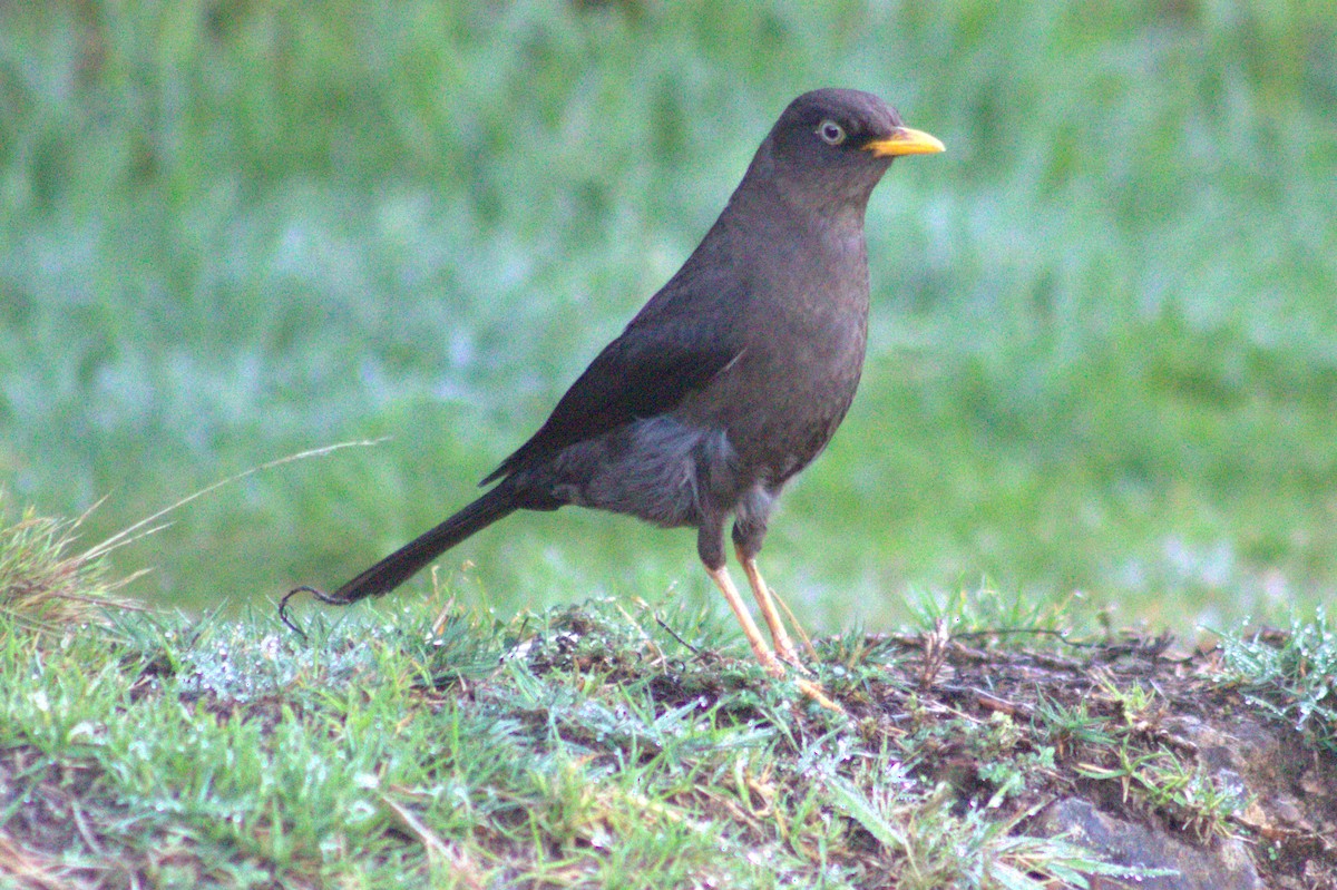 Sooty Thrush - ML637052569