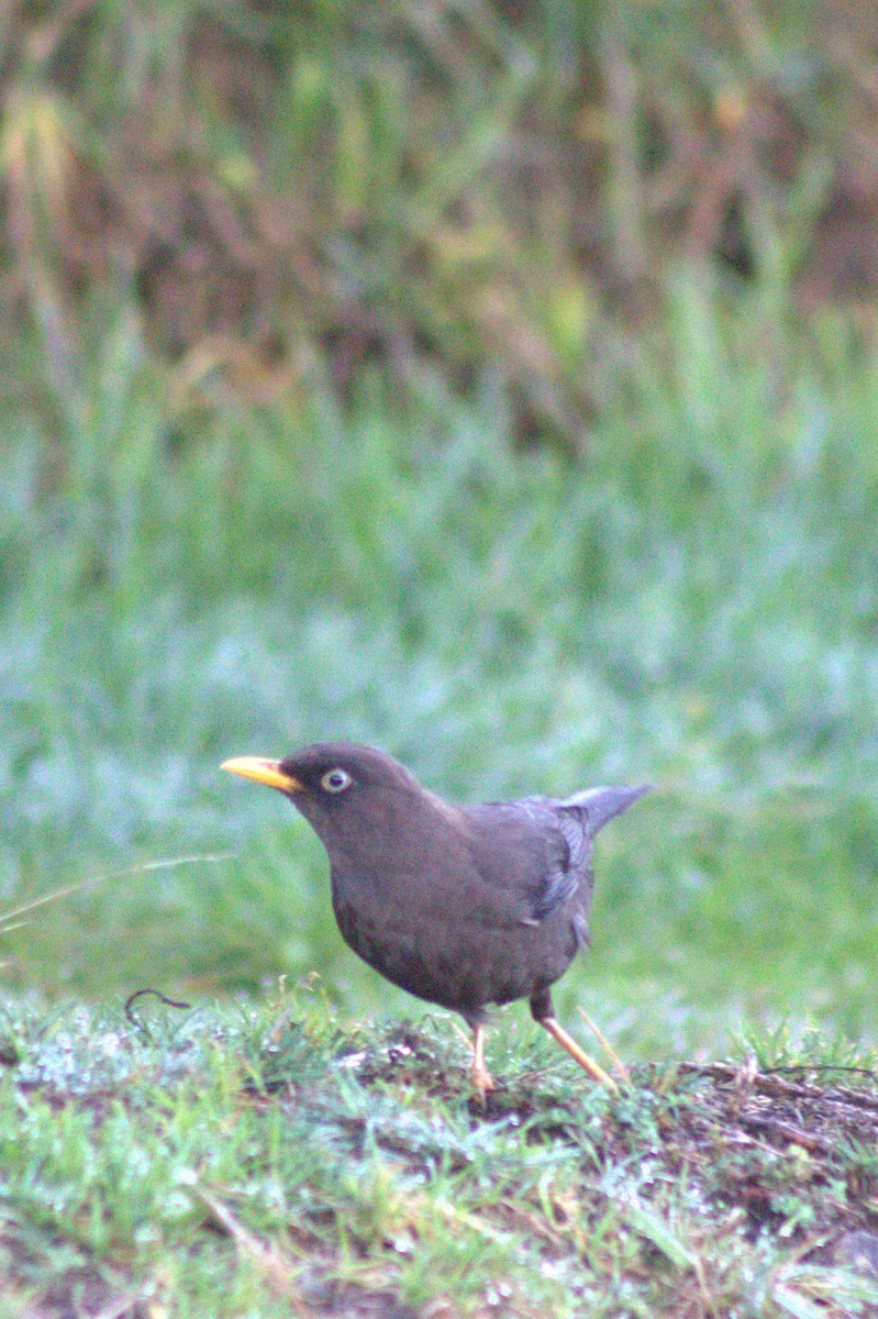 Sooty Thrush - ML637052570