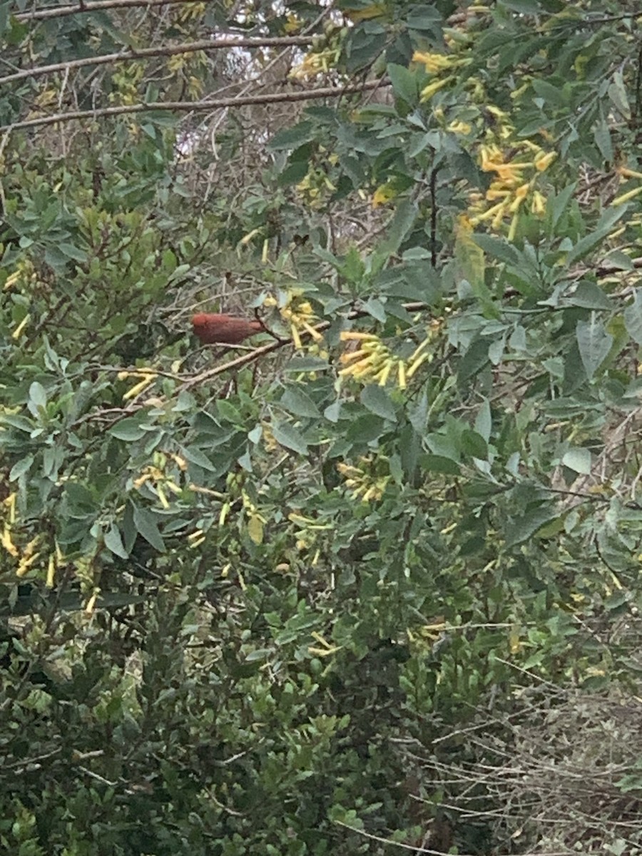 Summer Tanager - ML637052672