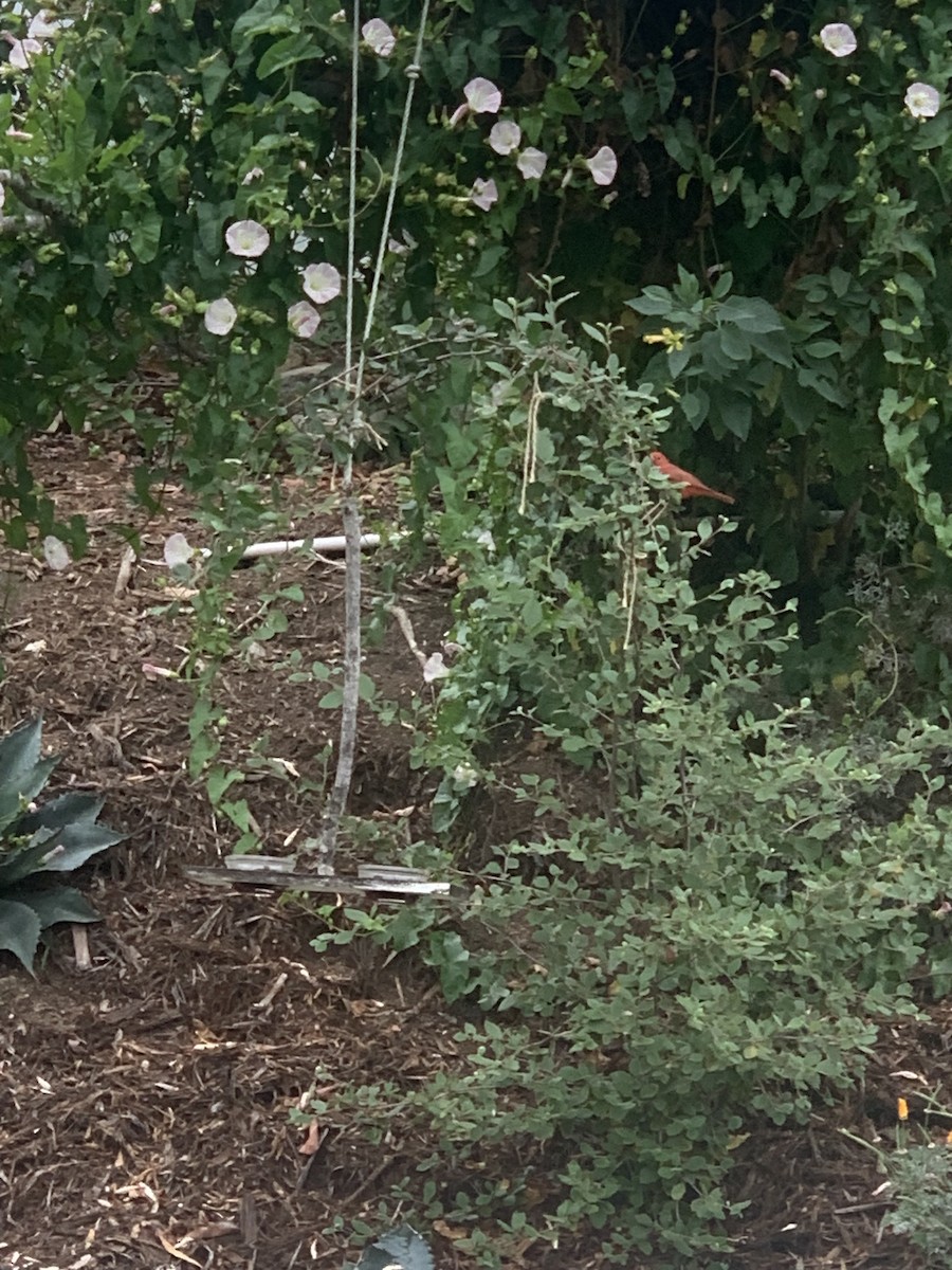 Summer Tanager - ML637052673