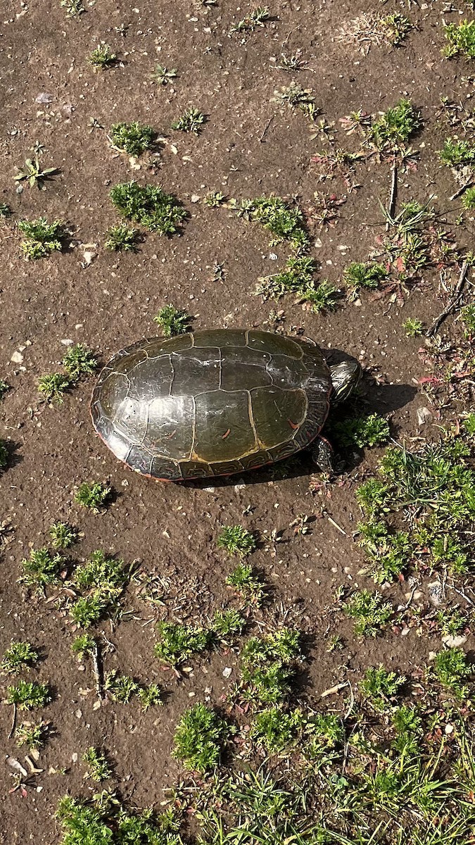 Painted Turtle - ML637052746