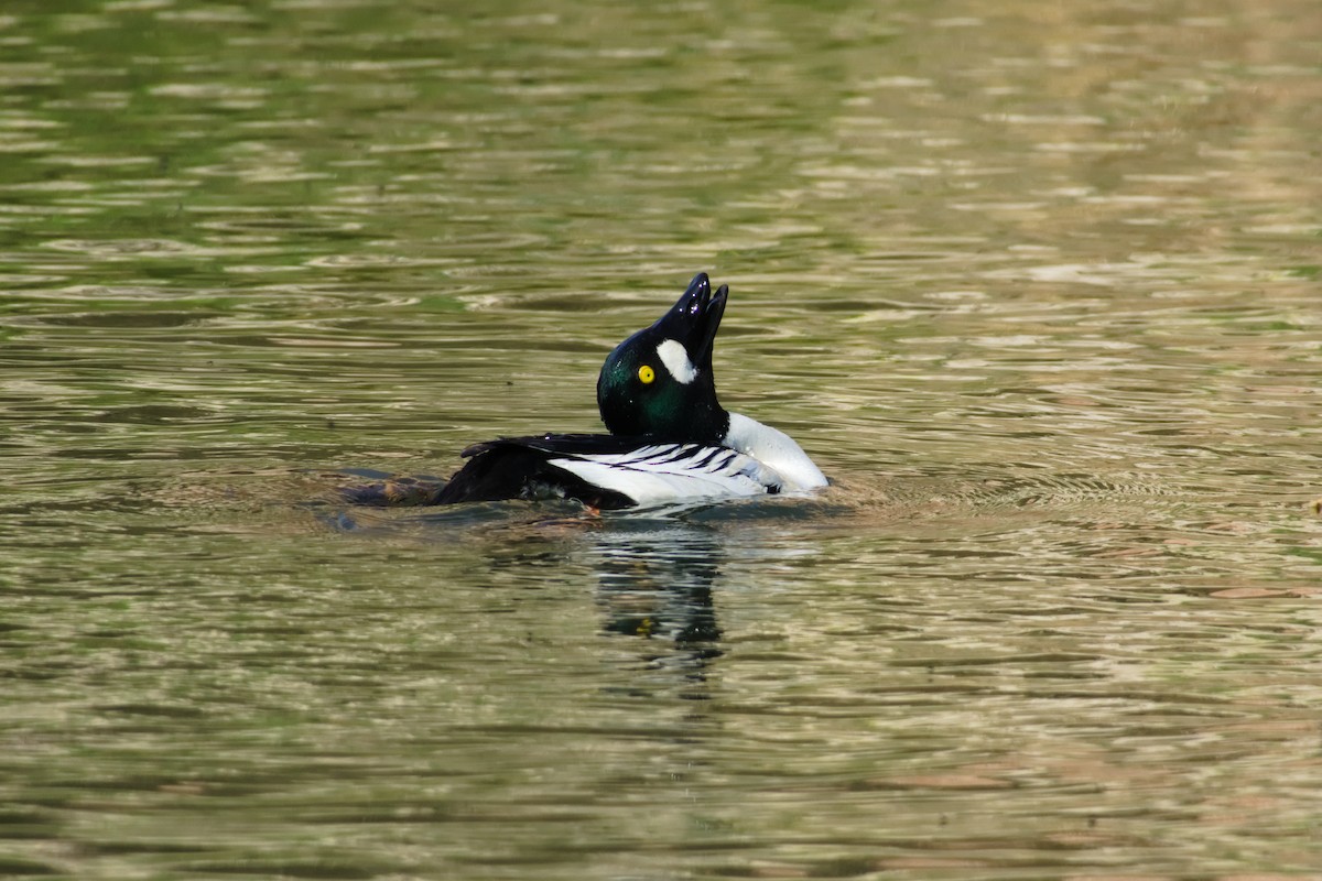 鵲鴨 - ML637052750