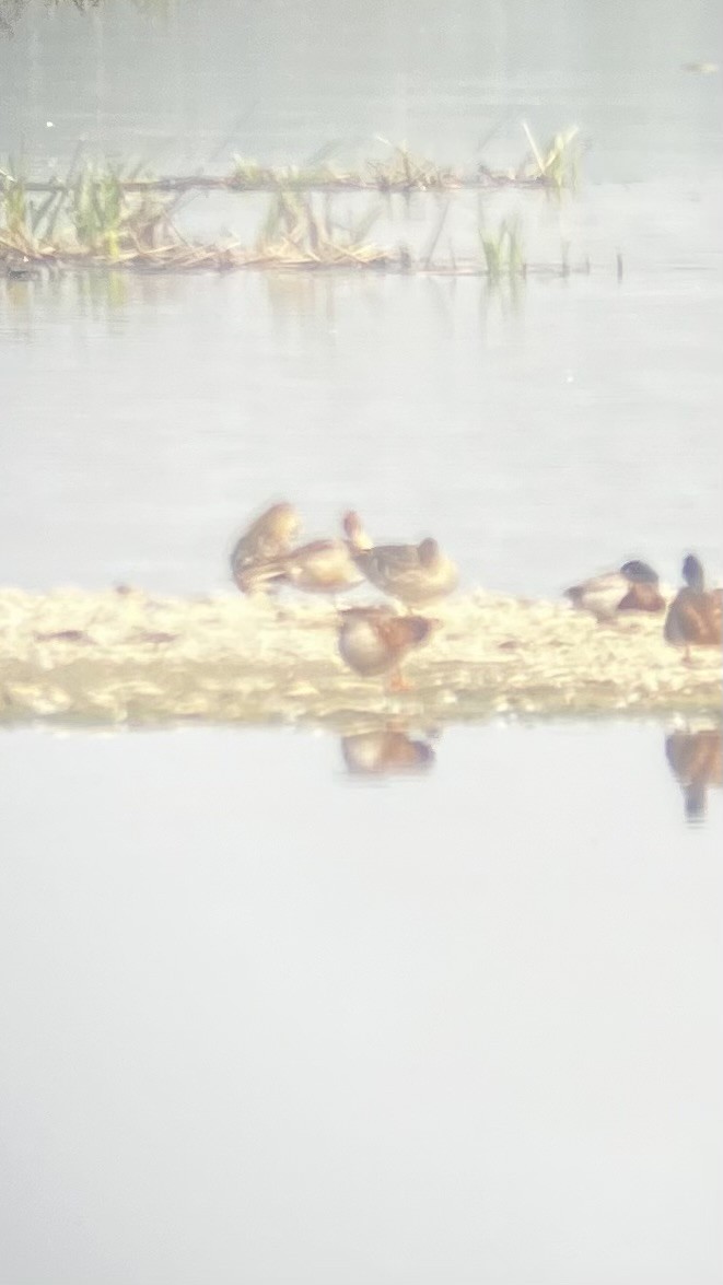 Northern Pintail - ML637052758
