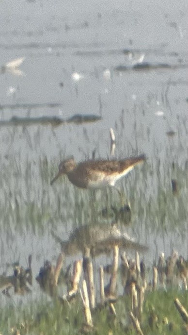 Pectoral Sandpiper - ML637052767