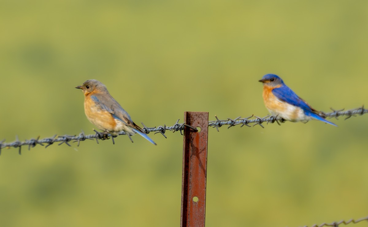 Eastern Bluebird - ML637052775